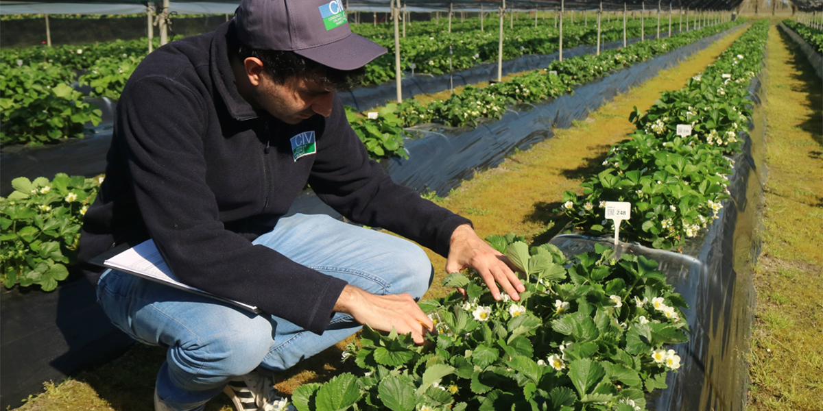 Fragola in serra: la rivoluzione dell’IA con Heritable, Civ e Mastronardi